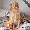 EggPuff5_1800x1800 Woof² Meow²-Woof² | 香港街頭小食85折組合「雞蛋仔/格仔餅 + 咖喱魚蛋毛絨寵物玩具」