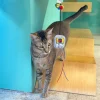 Meow_Canned_Food_Time_Soft_Plush_Cat_Wand_3_1800x1800 Woof² Meow²-Meow² |「罐罐時間」逗貓棒