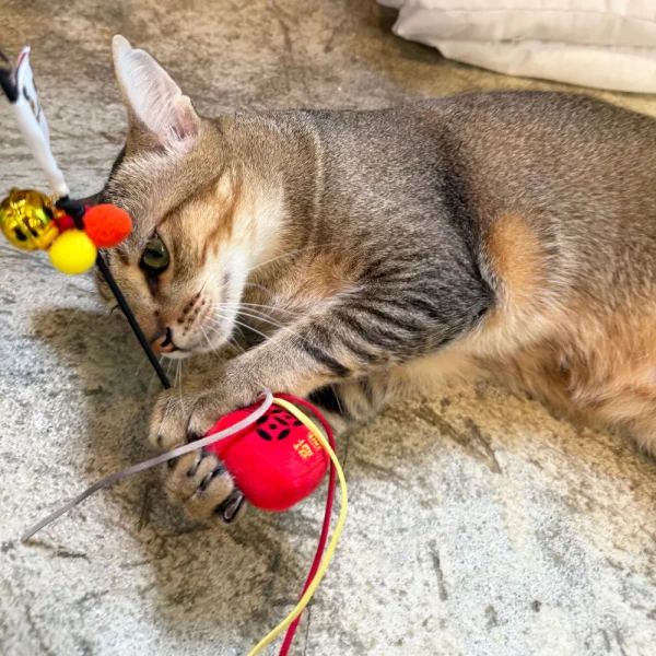 Meow_Hong_Kong_Vintage_Letter_Box_Soft_Plush_Cat_Wand_4_1800x1800 Woof² Meow²-Meow² | 香港懷舊信箱逗貓棒