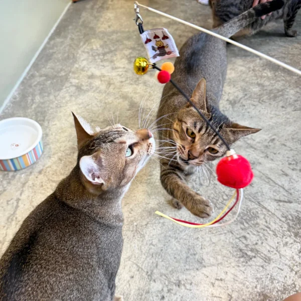 Meow_Red_Lampshade_Soft_Plush_Cat_Wand_3_1800x1800 Woof² Meow²-Meow² | 紅色街市燈逗貓棒