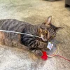 Meow_Red_Lampshade_Soft_Plush_Cat_Wand_5_1800x1800 Woof² Meow²-Meow² | 紅色街市燈逗貓棒