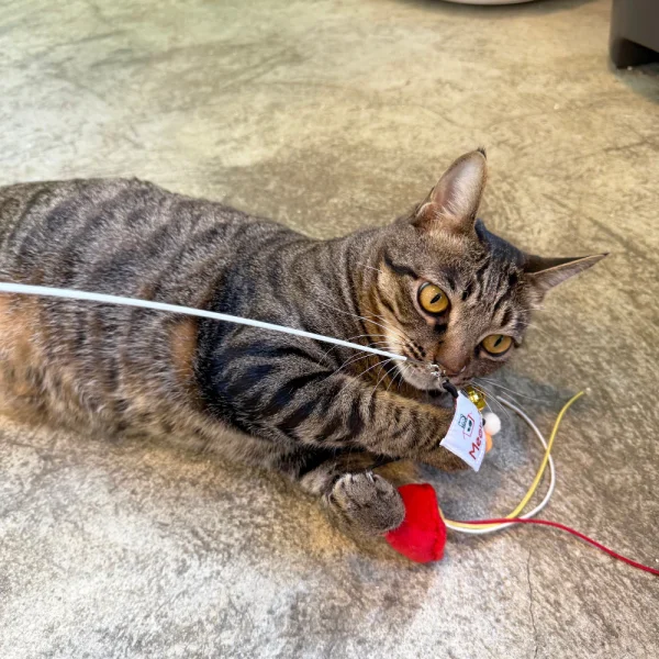 Meow_Red_Lampshade_Soft_Plush_Cat_Wand_5_1800x1800 Woof² Meow²-Meow² | 紅色街市燈逗貓棒