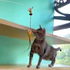 Meow_Slippery_Caution_Sign_Soft_Plush_Cat_Wand_3_1800x1800 Woof² Meow²-Meow² | 小心地滑警告牌逗貓棒
