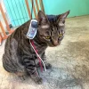 Meow_Vintage_Mobile_Phone_Soft_Plush_Cat_Wand_3_1800x1800 Woof² Meow²-Meow² | 懷舊大哥大電話逗貓棒