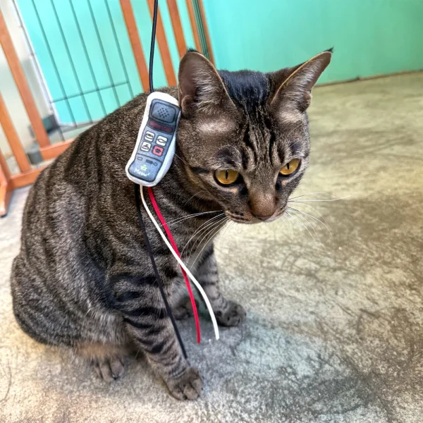 Meow_Vintage_Mobile_Phone_Soft_Plush_Cat_Wand_3_1800x1800 Woof² Meow²-Meow² | 懷舊大哥大電話逗貓棒