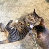 Meow_Vintage_Mobile_Phone_Soft_Plush_Cat_Wand_4_1800x1800 Woof² Meow²-Meow² | 懷舊大哥大電話逗貓棒