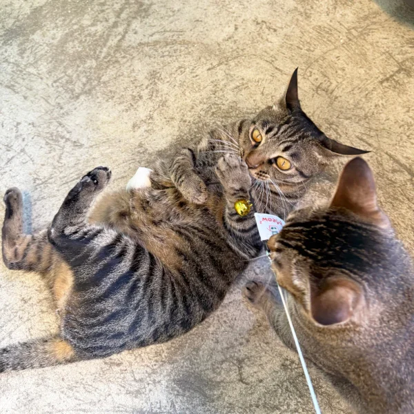 Meow_Vintage_Mobile_Phone_Soft_Plush_Cat_Wand_4_1800x1800 Woof² Meow²-Meow² | 懷舊大哥大電話逗貓棒