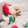 NutcrackerToy10_1800x1800 Woof² Meow²-Woof² | 胡桃夾子漏食寵物毛絨玩具