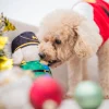 NutcrackerToy8_1800x1800 Woof² Meow²-Woof² | 胡桃夾子漏食寵物毛絨玩具