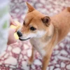 Woof_Buttered_Pineapple_Bun_2-in-1_Nose-work_Soft_Plush_Pet_Toy_7_1800x1800 Woof² Meow²-Woof² | 菠蘿油二合一藏食寵物玩具