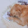 Woof_Hong_Kong_Airmail_Letter_Nosework_Soft_Plush_Pet_Toy_4_1800x1800 Woof² Meow²-Woof² | 香港空郵信件藏食毛絨寵物玩具