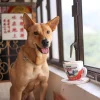 Woof_Hong_Kong_Milk_Tea_2-In-1_Nosework_Soft_Plush_Pet_Toy_6_1800x1800 Woof² Meow²-Woof² | 港式奶茶二合一藏食寵物玩具
