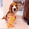 Woof_Siu_Mai_Brothers_Soft_Plush_Pet_Toy_4_1800x1800 Woof² Meow²-Woof² | 燒賣兄弟毛絨寵物玩具